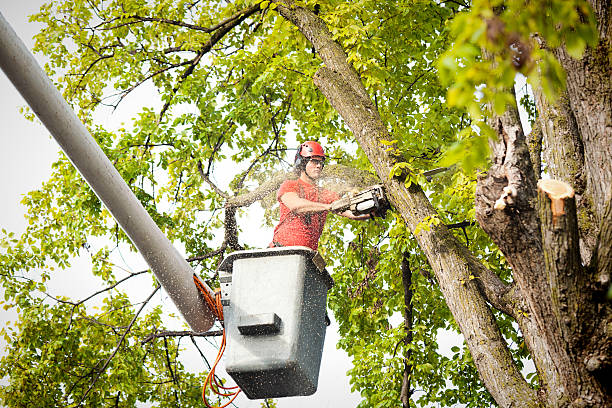 Best Storm Damage Tree Cleanup  in The Homesteads, TX